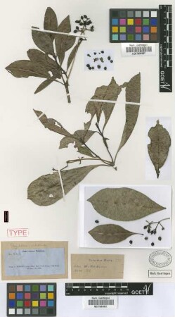 Psychotria costivenia Griseb. [isolectotype]