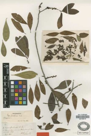 Myrsine floribunda R.Br.
