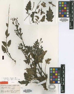 Scrophularia lazica Boiss. & Balansa ex Boiss. [isotype]