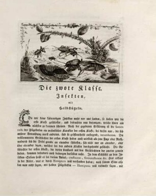 Die zwote Klasse. Insekten, mit Halbflügeln.