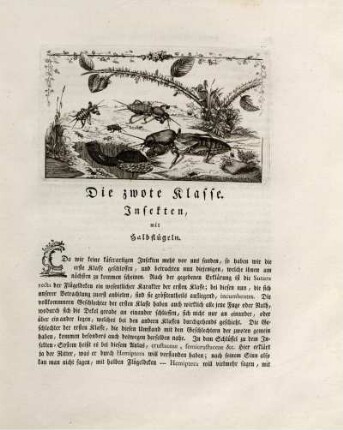 Die zwote Klasse. Insekten, mit Halbflügeln.