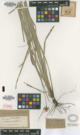 Rhynchospora cephalotoides Griseb. [isolectotype]
