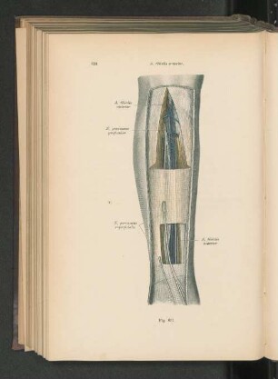 Fig. 631. A. tibialis anterior.
