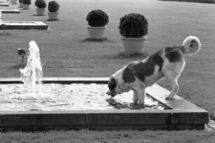 Erfrischung an den Wasserspielen am Schlossplatz