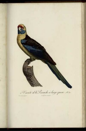 Pl. 80 [bis] Pl. 100 [Pl. siehe arabische Paginierung]