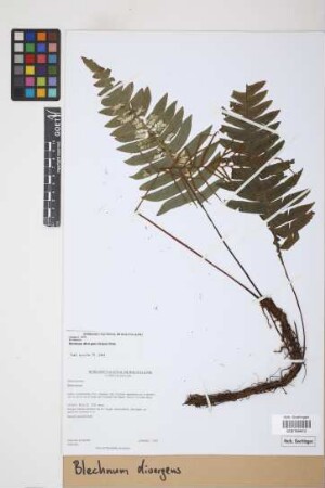 Blechnum divergens (Kunze) Mett.