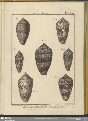 Pl. 346. Cone. Conus