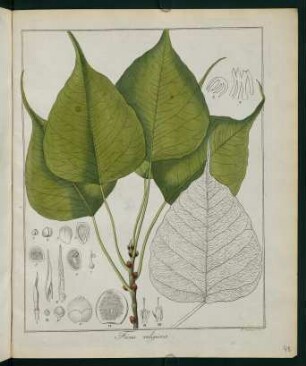 48r, Ficus religiosa
