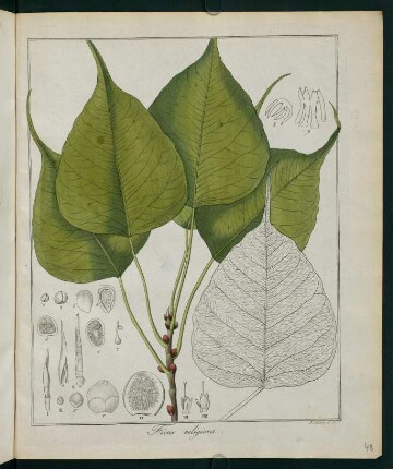 48r, Ficus religiosa