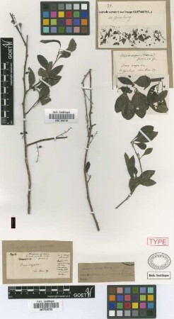 Achatocarpus praecox Griseb. [syntype]