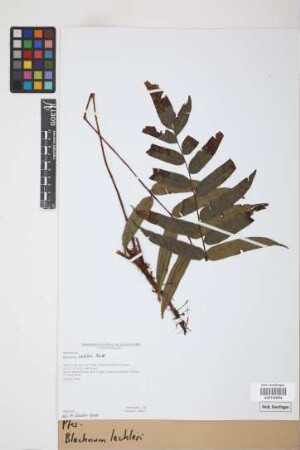 Blechnum lechleri Mett.
