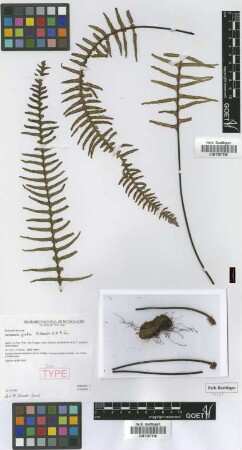 Ceradenia glabra M.Kessler & A.R.Sm. [isotype]