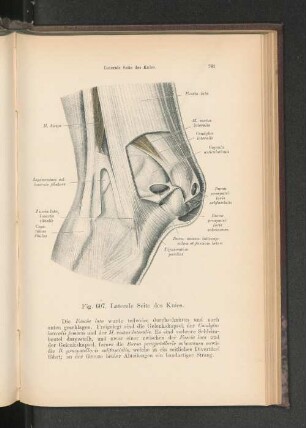 Fig. 607. Laterale Seite des Knies.