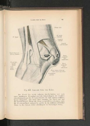 Fig. 607. Laterale Seite des Knies.
