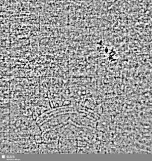 Lilienschild + IESV / LW = S.5/6