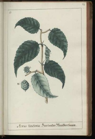 13. Morus tinctoria. Faerbender Maulbeerbaum