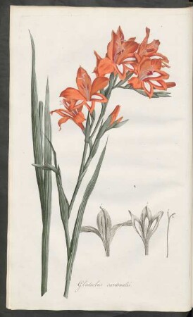 Gladiolus cardinalis