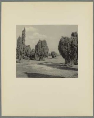 Landschaft mit Laubbäumen