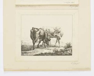 Kuh und Bulle, aus: "Tierstudien"