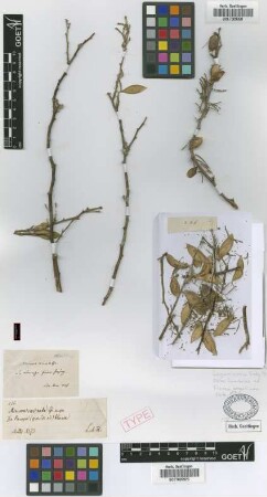 Mimosa carinata Griseb. [syntype]