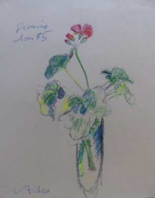 Geranie
