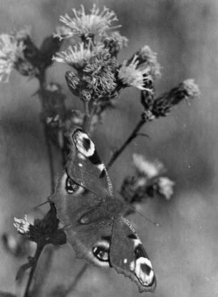 Tagpfauenauge auf der Blüte einer Distel
