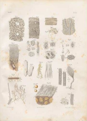Mikroskopische Studien des Knochens und der Gelenke