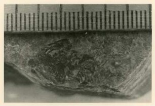 Bohrkern der Tiefenbohrung Freital (F 9), Teufe (Tiefe im Bergwerk) 249,50-254,70 m, 15 cm vor Krone. Niederhäslich-Schweinsdorf Formation. Oberes Kalkflöz; graue Kalkmergellage mit Kleinsaurier Melanerpeton gracile gracile. Bannewitz-Boderitz, Bohrpunkt südlich des letzten Hauses, östlich der Straße zum Marienschacht