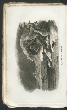 Tafel: Le merle d'eau.