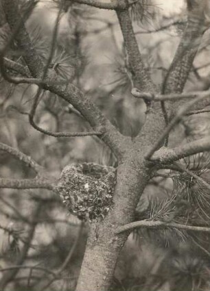 Europa. Buchfink (Fringilla coelebs), Nest