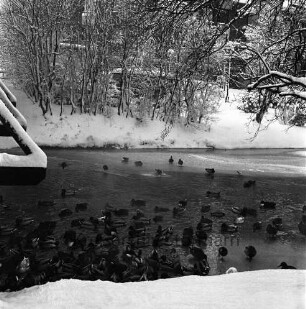 Trave: Stadtarm im Winter: Vögel im teilweisen gefrorenen Flußlauf