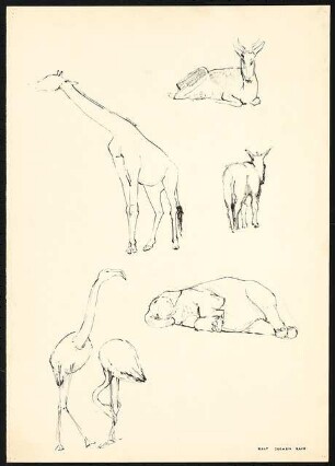 Zeichenübungen und Skizzen: Tierstudien mit Elefant, Giraffe, Flamingo, Esel und Antilope
