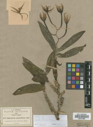 Epidendrum pugioniforme Regel