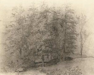 Waldstudie : Klengel-Album von Kirchbach. Waldstudie. Bleistiftzeichnung (vor 1824; J. C. Klengel). Freiberg, Privatbesitz