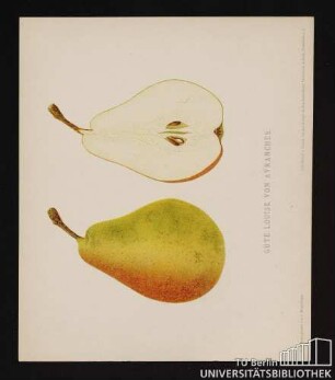 Nr. 6. Gute Louise von Avranches.