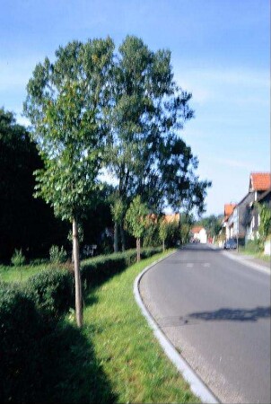 Dorfstraße, große Linde, Häuser (unscharf)