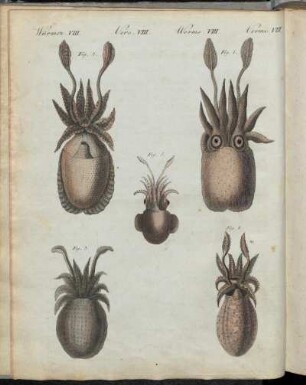 No. 57. Würmer VIII. Mollusken Oder Weichwürmer.