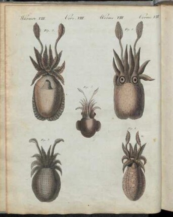 No. 57. Würmer VIII. Mollusken Oder Weichwürmer.