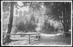 Oberschlema. Waldweg