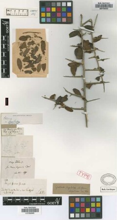 Schinus sp. Not on sheet
