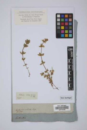 Vaillantia ciliata Presl
