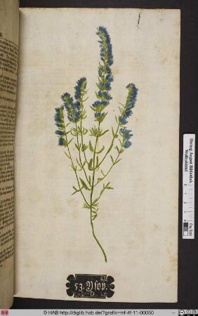 Ysop. D. [Hyssopus officinalis]