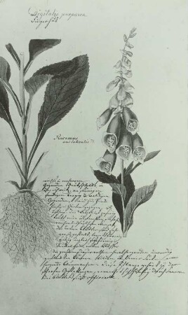 Pflanzenhandschrift: Rachenblütler - Serephulariaceae, Roter-Fingerhut-Digitalis purpurea L.