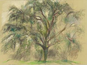 Baumstudie (Großer Birnbaum)