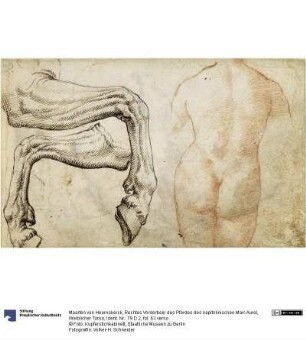 Rechtes Vorderbein des Pferdes des kapitolinischen Marc Aurel, Weiblicher Torso