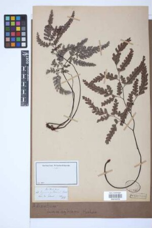 Adiantum cunninghamii Hook.