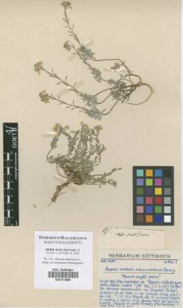 Alyssum montanum L. subsp. eu-montanum Baumgartner