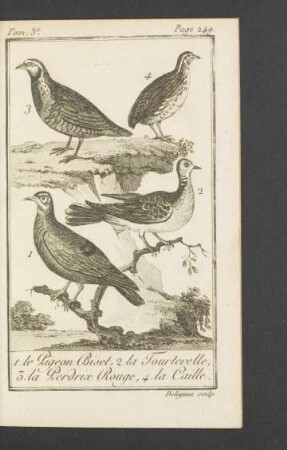 Tafel: Le Pigeon Biset, la Tourterelle, la Perdrix Rouge, la Caille.