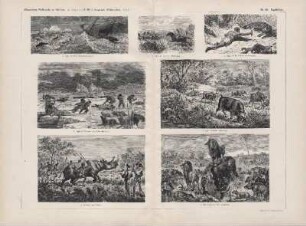 c. Nashorn-Jagd (Afrika)