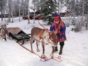 Weihnachtsmanndorf am Polarkreis in Finnland. : Ein Same in seiner traditonellen Tracht schirrt ein Rentier vor einem Schlitten an. Aufgenommen im Dezember 2007. Foto: Uwe Gerig.